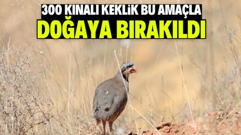 Kavga ettiği amcasını sokak ortasında tabancayla vurdu